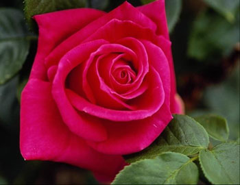 redrose.jpg (20786 bytes)