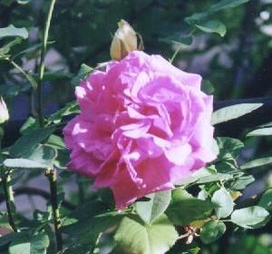 roses10.jpg (19164 bytes)